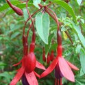 Fuchsia magellanica 'Globosa' fleur